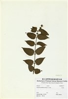 藏品(毛茉莉)的圖片